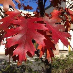 Deep red leaf of Northern Red Oak