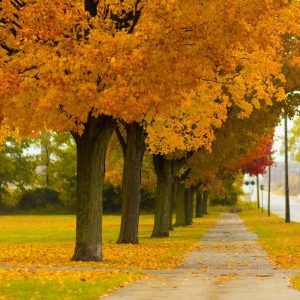 Northern Red Oak trees line sidewalk in autumn