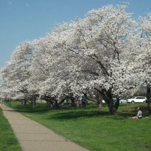 Beautiful blooms of the Cherry trees.  Photo from Ohio University