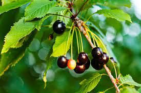 Black Cherry fruit.