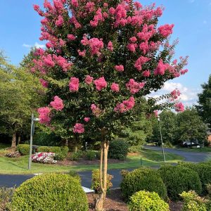 Typical use of standalone decorative Crape Myrtle.