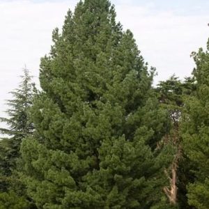 Full Eastern White Pine