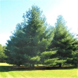 Grove of Eastern White Pine trees