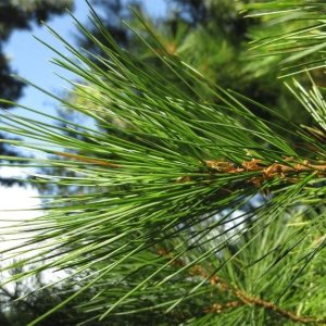 Needles of the Eastern White Pine