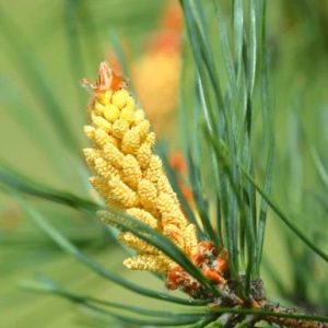 Pollen cone of Eastern White Pine
