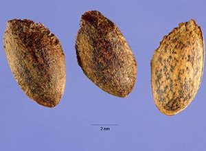 Seeds of the Eastern White Pine   Photo citation: Steve Hurst@USDA-NRCS PLANTS database