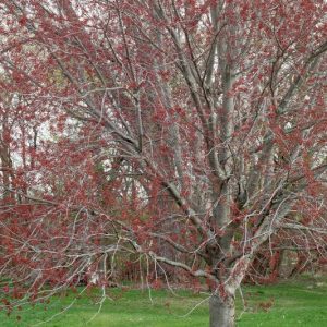 Flowering Red Maple before leafing out.