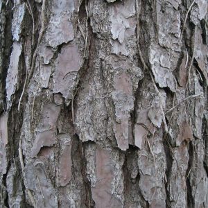 Mature bark of Loblolly Pine