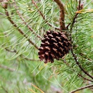 Cone of Loblolly Pine