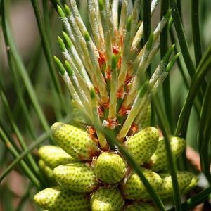Loblolly Pine pollen cones