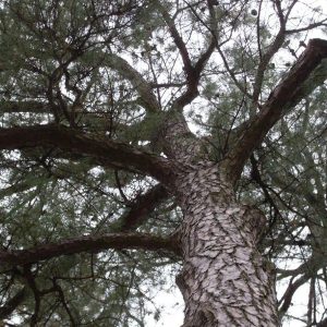 Crown of Loblolly Pine
