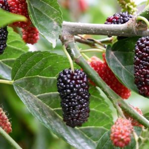 Close up of Mulberry fruit