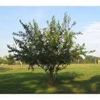 Single young Mulberry tree