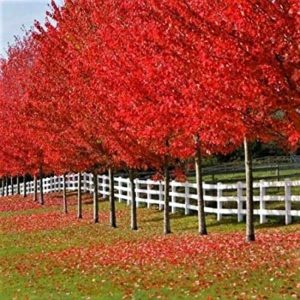 Line of Red Maples losing their vibrant, colorful leaves along a country fence.