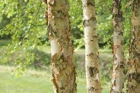 Trunk of Birch tree with branches.