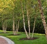 Birch trees line sidewalk.