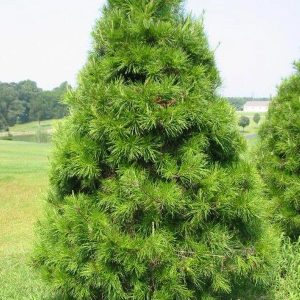 Most Christmas trees in the south are Virginia Pine trees.  Woodpeckers also like them because of the soft wood..