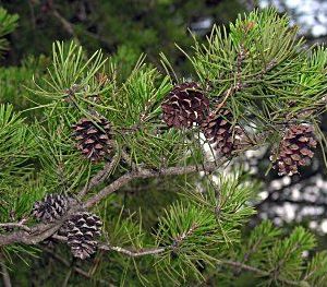 Pine cones on branch of Virginia Pine