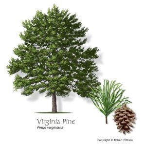 Virginia Pine illustration