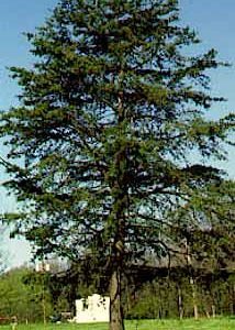 Tall lone Virginia Pine