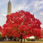 Brilliant Red Maple with Washington Monument.
