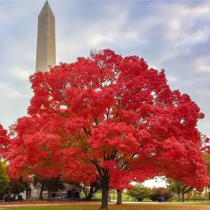 Brilliant Red Maple with Washington Monument.