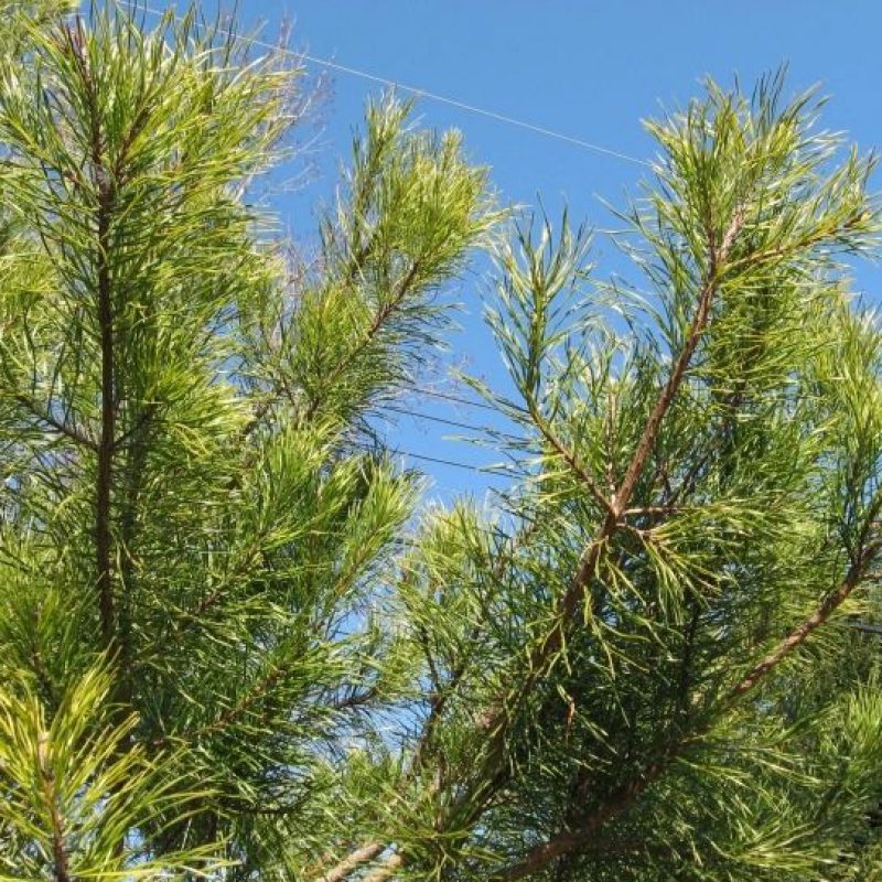 Virginia Pine branches